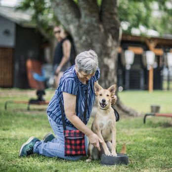 Vanburen K9 Academy - Pet Training Near Me Vanburen K9 Academy - Pet Training Near Me