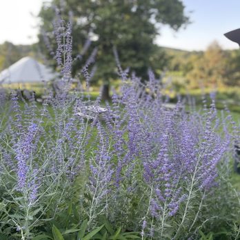 Hopkins Vineyard - Lavendee - Venues & Event Spaces Near Me - Warren, Connecticut