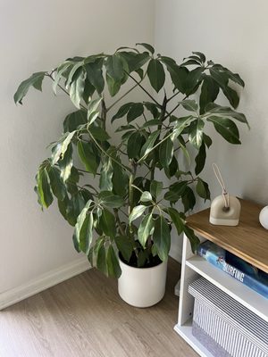 Venice Plants by null