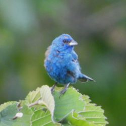 Sewickley Heights Borough Park - Indigo Bunting