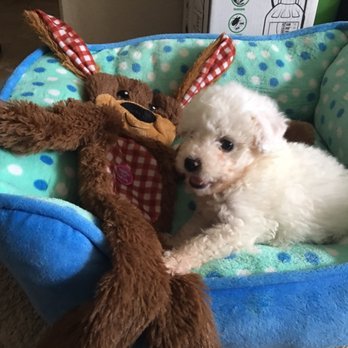 PetSmart - Our puppy's favorite new toy - Pet Stores Near Me - Aliso Viejo, California