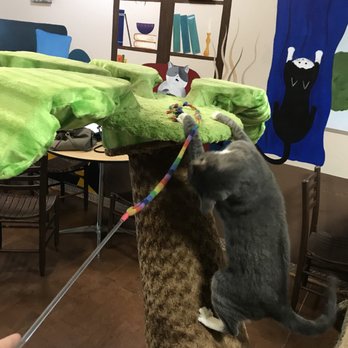 The Cat Cafe - Coffee & Tea Near Me - San Diego, California The Cat Cafe - Coffee & Tea Near Me - San Diego, California