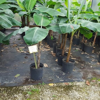 Going Bananas - Nurseries & Gardening Near Me - Homestead, Florida Going Bananas - Nurseries & Gardening Near Me - Homestead, Florida