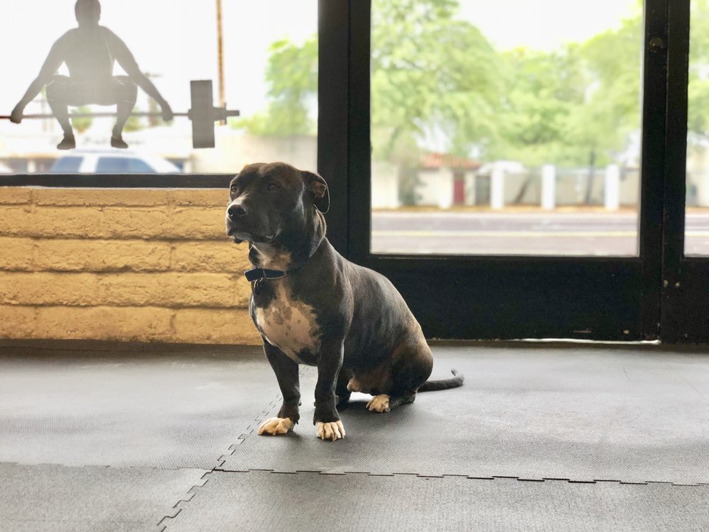 PERSONAL TRAINER PHOENIX 2505 E Indian School Rd, Phoenix, AZ Yelp