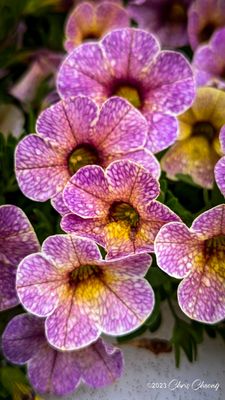 Outlet Collection at Niagara by null