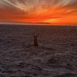 The District Recovery Community - Buddy from the d and his sweet pup having sober fun