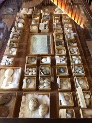 Banff Park Museum National Historic Site by null