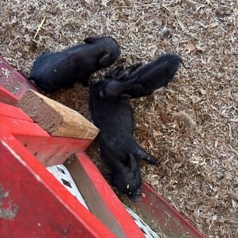 Commerce Pumpkin Patch by Taghavi Farms - Piglets - Pumpkin Patches Near Me - Commerce, California
