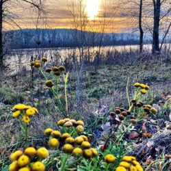 Captain William Clark Regional Park at Cottonwood Beach - Some wildflowers still adding pops of color in late December along the trail.