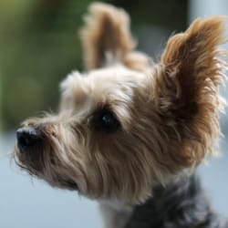 Eleven Gables Inn On the Lake - Owner's Dog