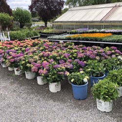 Massab Acres Greenhouse & Nursery - Check out these beautiful #hydrangeas! Check us out for #mothersday