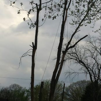 Dave's Tree and Lawn - Tree Services Near Me - Indianapolis, Indiana