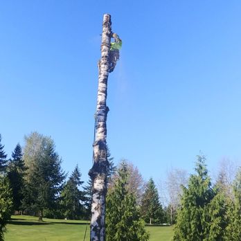 Green Nature Tree Service - Bye bye birch... - Tree Services Near Me - Fall City, Washington Green Nature Tree Service - Bye bye birch... - Tree Services Near Me - Fall City, Washington