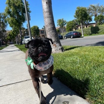 OC Pup Scouts - Dog Walkers Near Me - Dana Point, California OC Pup Scouts - Dog Walkers Near Me - Dana Point, California