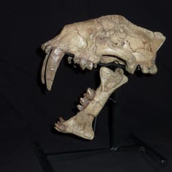 Fossil Shack - Hoplophoneus