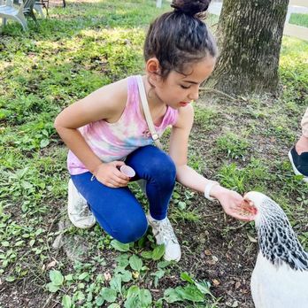 The Feathered Farm - HIghly interactive experiences with the animals. - Attraction Farms Near Me - Zebulon, North Carolina The Feathered Farm - HIghly interactive experiences with the animals. - Attraction Farms Near Me - Zebulon, North Carolina