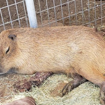 Sugarplum Zoo - Chocolatiers & Shops Near Me - Temecula, California