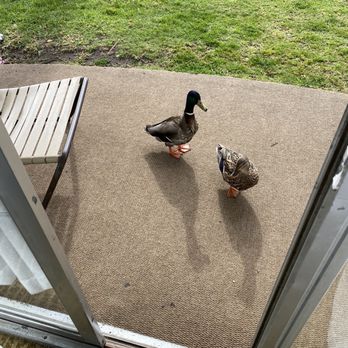 Bahia Resort Hotel - Ducks need breakfast too. - San Diego, CA