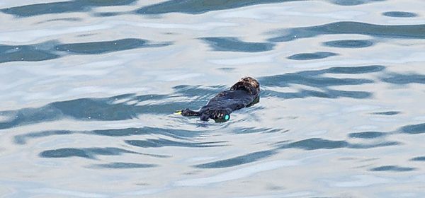 Riva Fish House by null