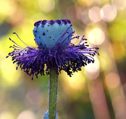 Santa Fe Botanical Garden by null