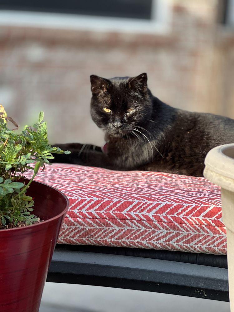 BUCKETS & BOWS MAID SERVICE 37 Photos & 68 Reviews 496 E Purnell St