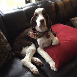 Brenda's Pet Barber - Look how pretty I am Ma!