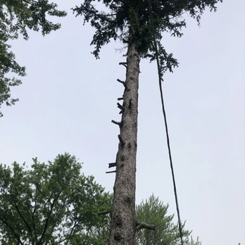 Tree Fellers Tree Care - Tree Services Near Me