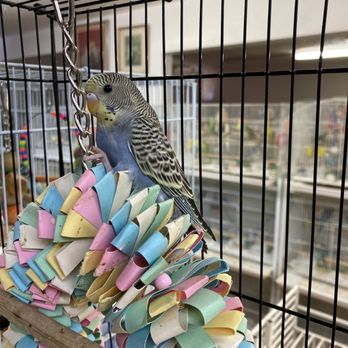Birds & More - Baby Parakeet - Pet Boarding Near Me - Lawndale, California Birds & More - Baby Parakeet - Pet Boarding Near Me - Lawndale, California