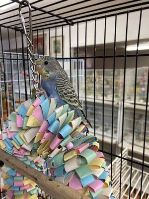 Birds & More by null