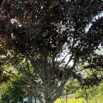 Charlie & FM - Trimmed lower branches - Tree Services Near Me