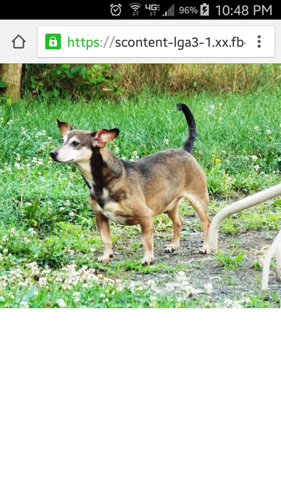 MONTGOMERY PET SITTERS Updated August 2024 23 Reviews Gaithersburg, Maryland Dog Walkers