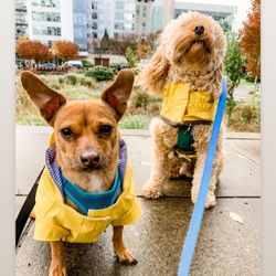 Pearl Paws - Rain or shine we are there for you!