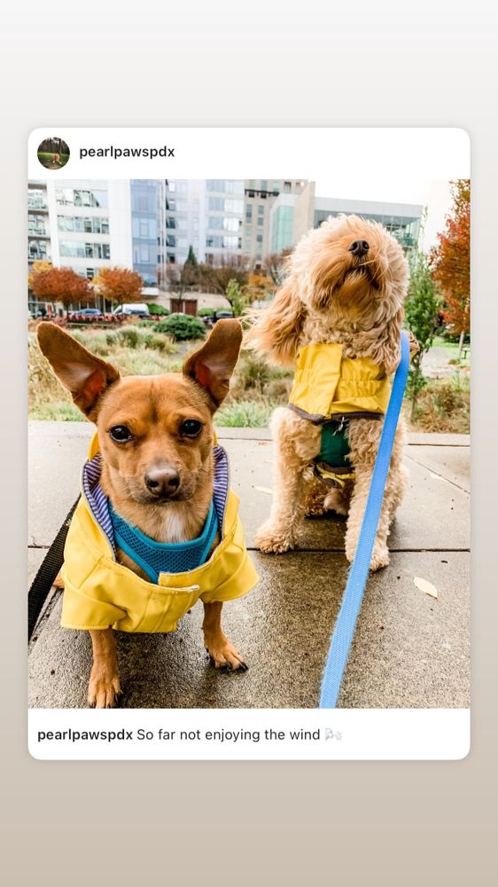Pearl Paws - pet boarding facility in Portland, OR