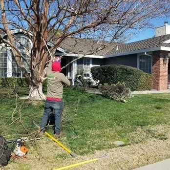 Navarijo’s tree service - AND CONTINUES... - Tree Services Near Me - Wilton , California Navarijo’s tree service - AND CONTINUES... - Tree Services Near Me - Wilton , California