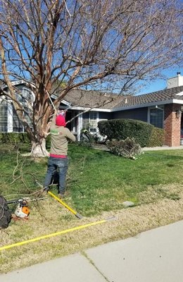 Tree Services - Call me for more details. Focusing on jobs over $500 Tree Services - Call me for more details. Focusing on jobs over $500