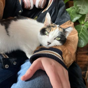 The Cafe at Short Path Distillery - Mash cat! - Coffee & Tea Near Me - Everett, Massachusetts