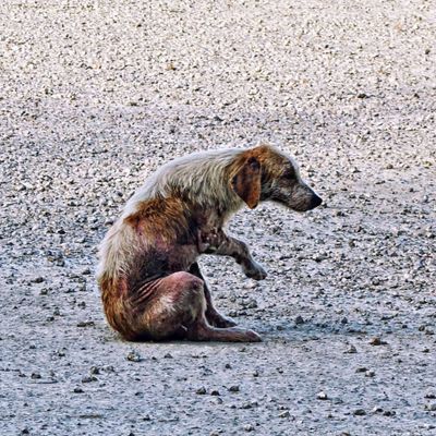 Zona arqueológica de Coba by null