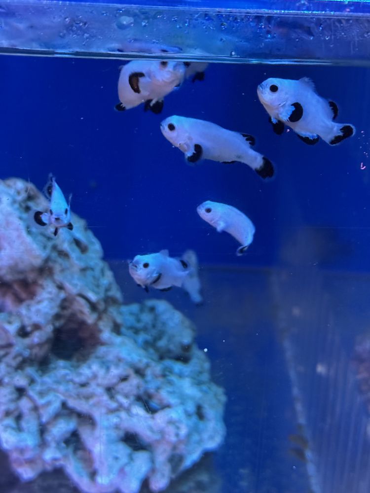ABC Fish & Coral Image