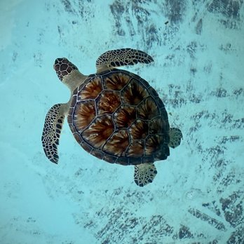 Sea Turtle - Aquariums Near Me - South Padre Island, Texas Sea Turtle - Aquariums Near Me - South Padre Island, Texas