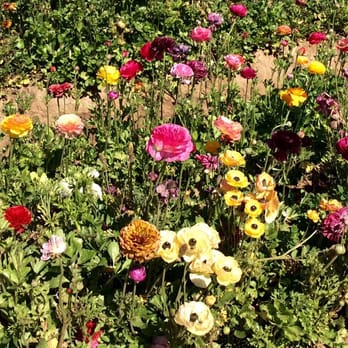 The Flower Fields - Venues & Event Spaces Near Me - Carlsbad, California The Flower Fields - Venues & Event Spaces Near Me - Carlsbad, California