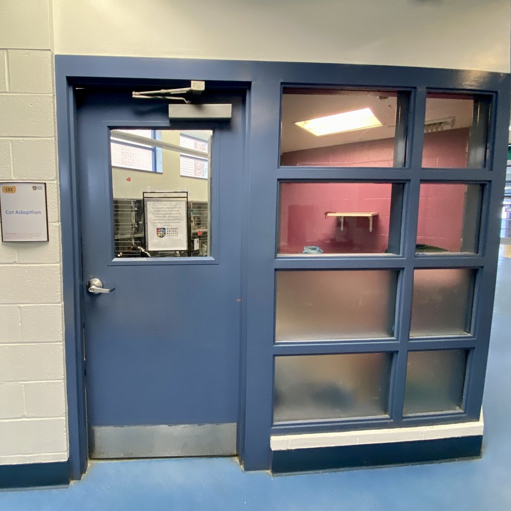 Humane Animal Rescue - Cat adoption room - Animal Shelters Near Me - Pittsburgh, Pennsylvania