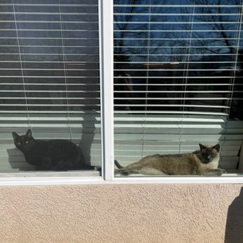 Have a Heart Humane Society - Bruce and Latie watching my chickens. - Animal Shelters Near Me - Tehachapi, California Have a Heart Humane Society - Bruce and Latie watching my chickens. - Animal Shelters Near Me - Tehachapi, California