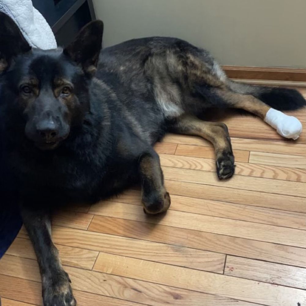 Happy Pet Parlor - Pet Groomers Near Me - Roselle, Illinois