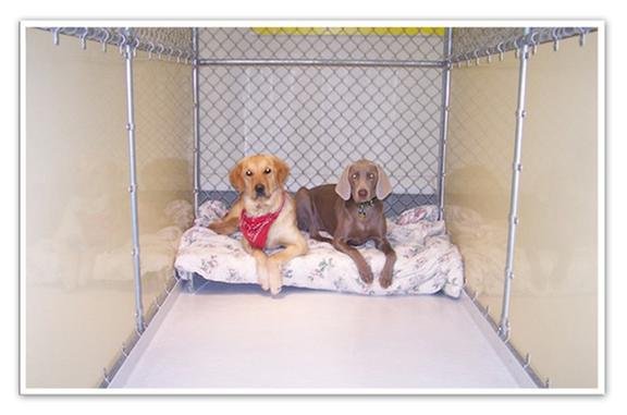 Top of the Hill Contain-A Pet - pet boarding facility in Highgate Center, VT