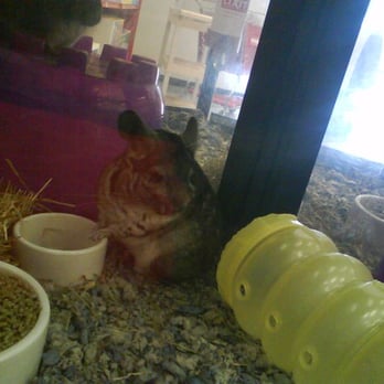 Petco - Chinchilla on Sale - Pet Stores Near Me - Elk Grove, California Petco - Chinchilla on Sale - Pet Stores Near Me - Elk Grove, California