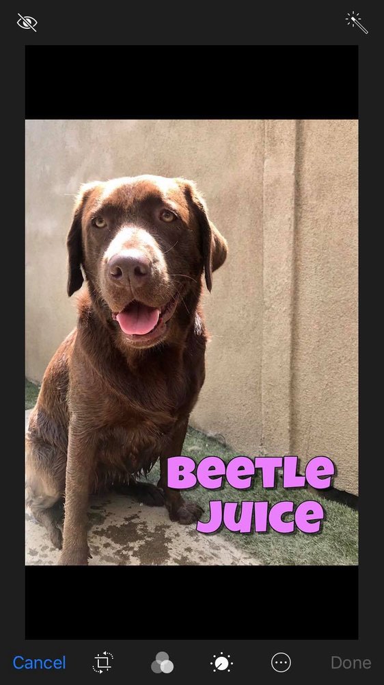 LOVING PET HOTEL & SITTER 174 Photos & 144 Reviews Pet Groomers