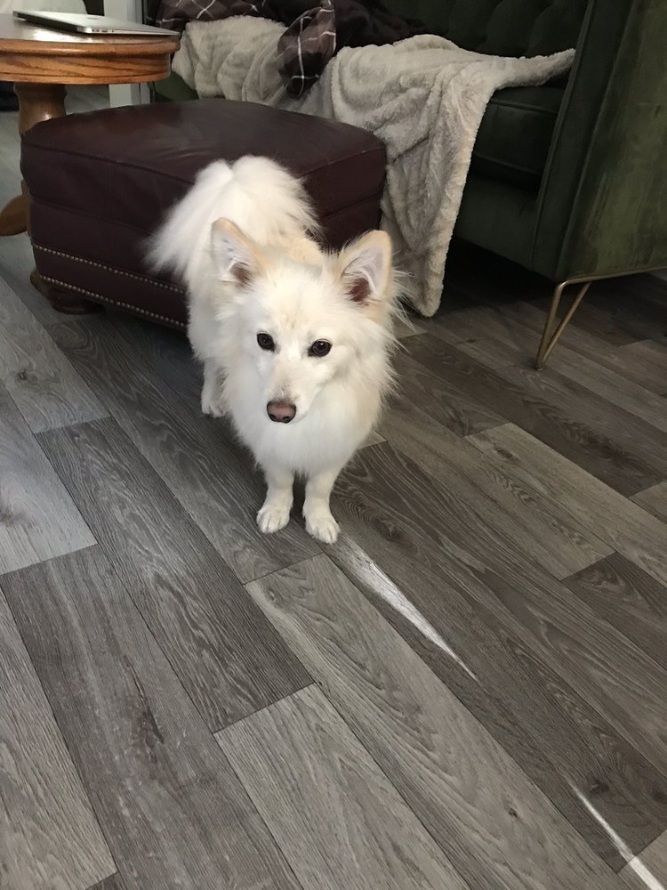 JACKIE’S PET GROOMING 15 Reviews 2710 W 4th Avenue, Vancouver