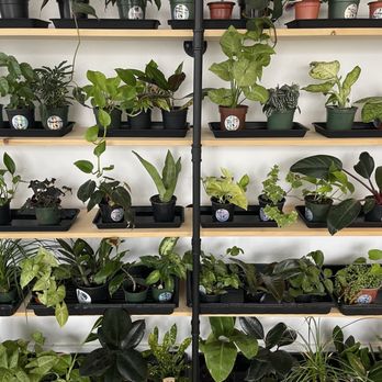 ID Plant That - Great selection and manageable sizes - Nurseries & Gardening Near Me - Post Falls, Idaho ID Plant That - Great selection and manageable sizes - Nurseries & Gardening Near Me - Post Falls, Idaho