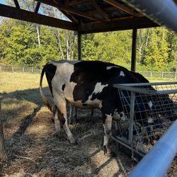 Gentry's Farm