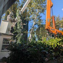 American Tree Company - Sycamore tree humane beehive removal